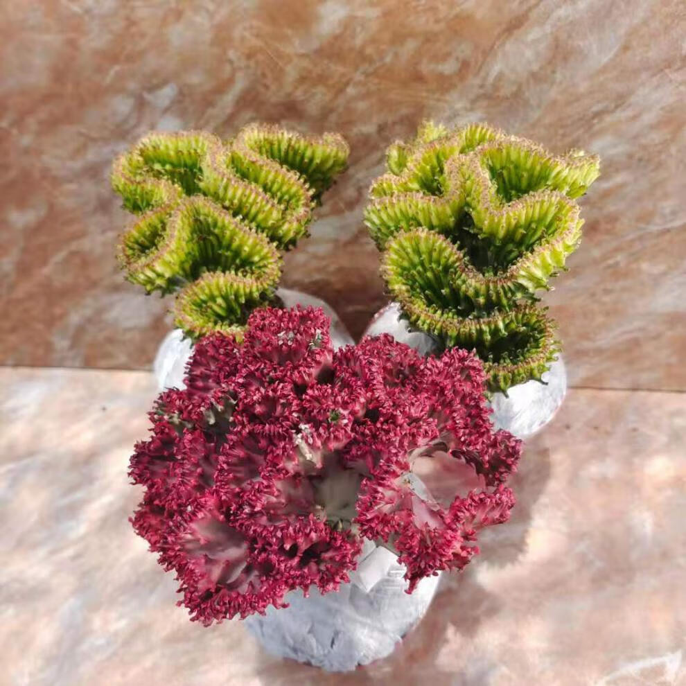 玉麒麟盆栽 鸡血红麒麟金麒麟仙人掌沙漠植物耐旱室内净化空气非常好