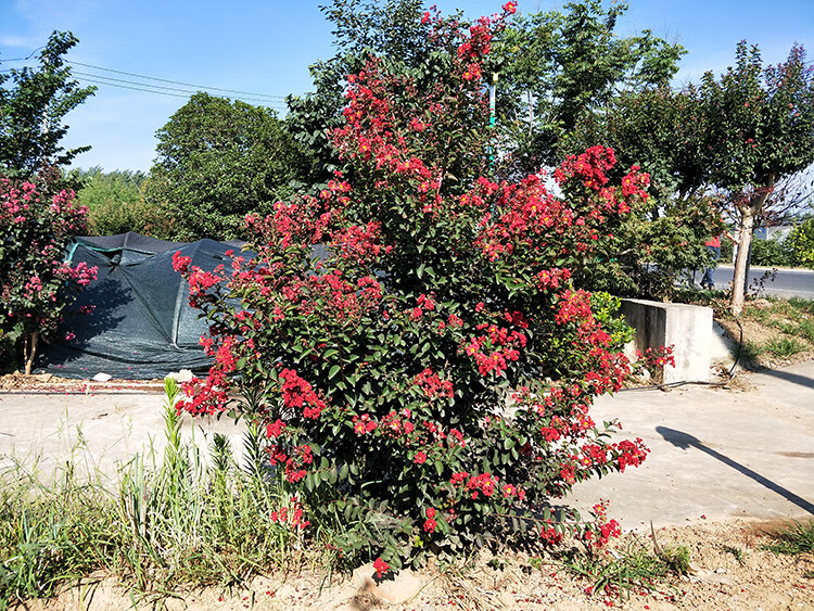 庭院绿化树种排名(庭院栽什么树最旺宅)