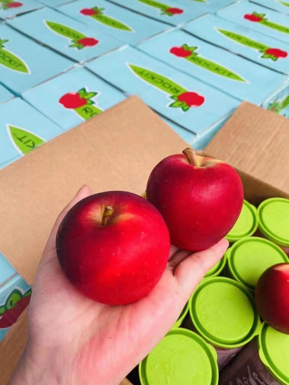 净樱 乐淇新西兰rockit小筒苹果一筒5个 当季进口小苹果新鲜 6罐 60mm