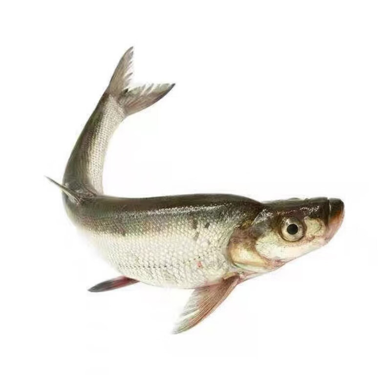 悦芳华 千岛湖淡水翘嘴鱼刁子鱼 新鲜千岛湖白条白花大白刁翘嘴白鱼