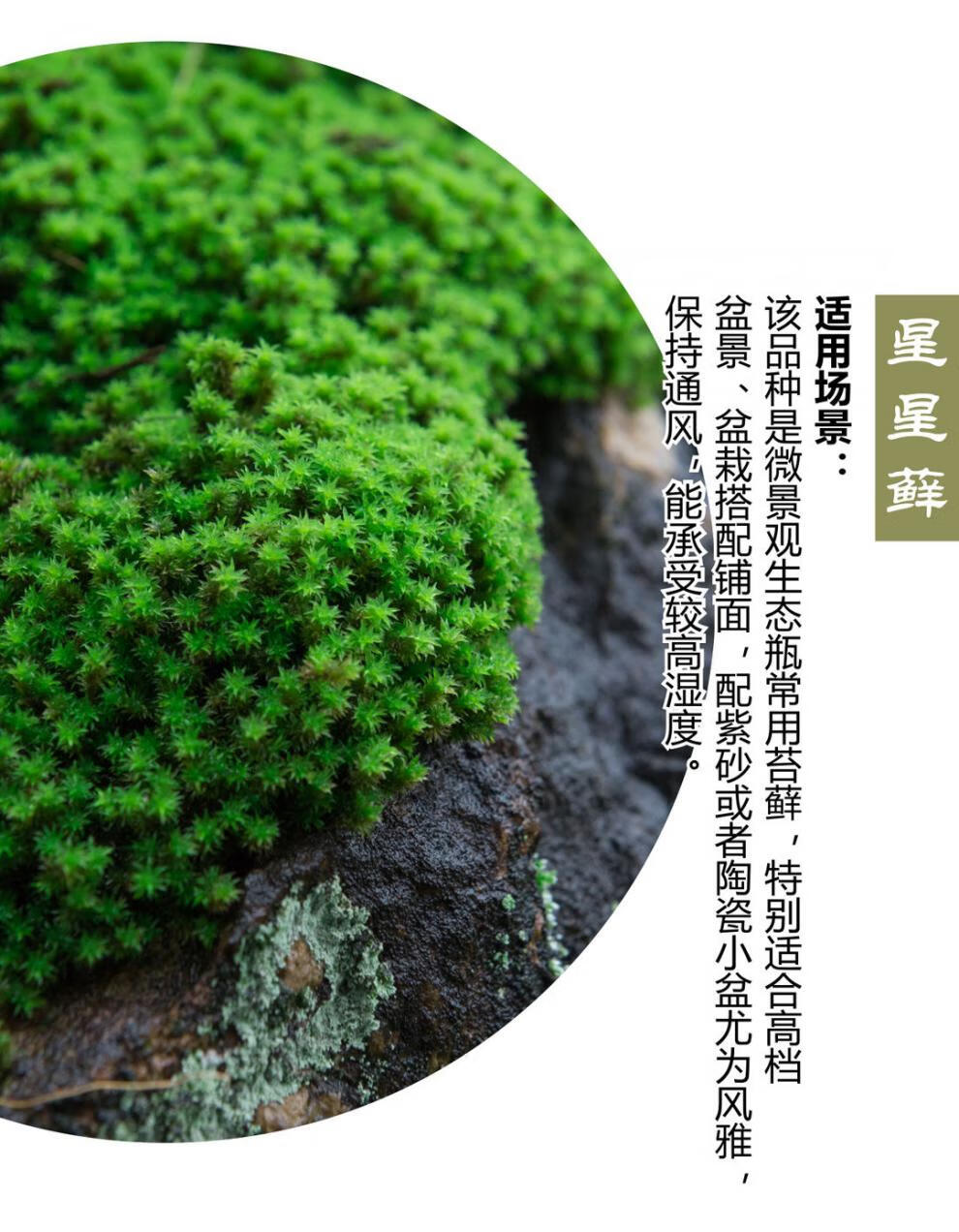 精选直发鲜活苔藓微景观盆景盆栽铺面青苔植物白发藓假山草水陆缸造景