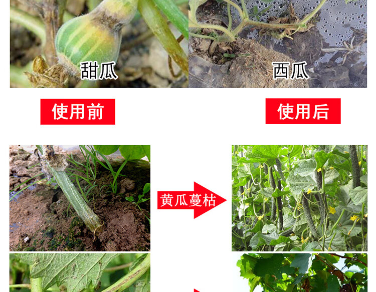 进口蔓枯病2号黄瓜西瓜甜瓜蔓枯病瓜类专用药剂北美农大10瓶200克瓶