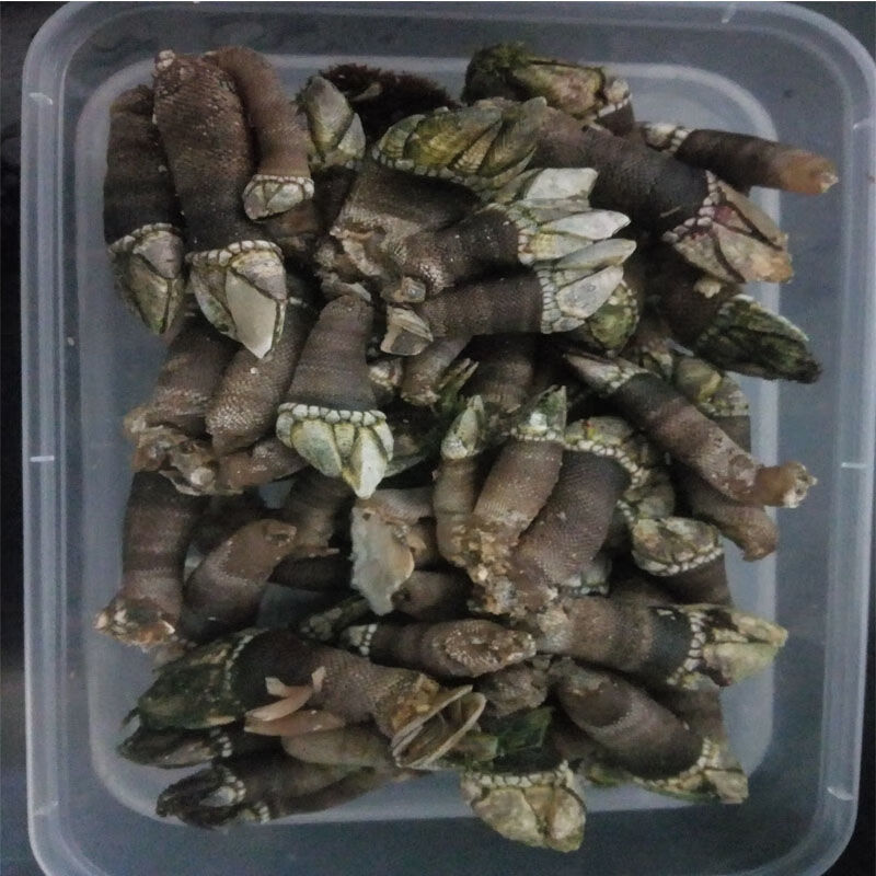 霞浦鲜活佛手贝观音手鹅颈藤壶狗爪螺佛手螺500g1斤尝鲜价