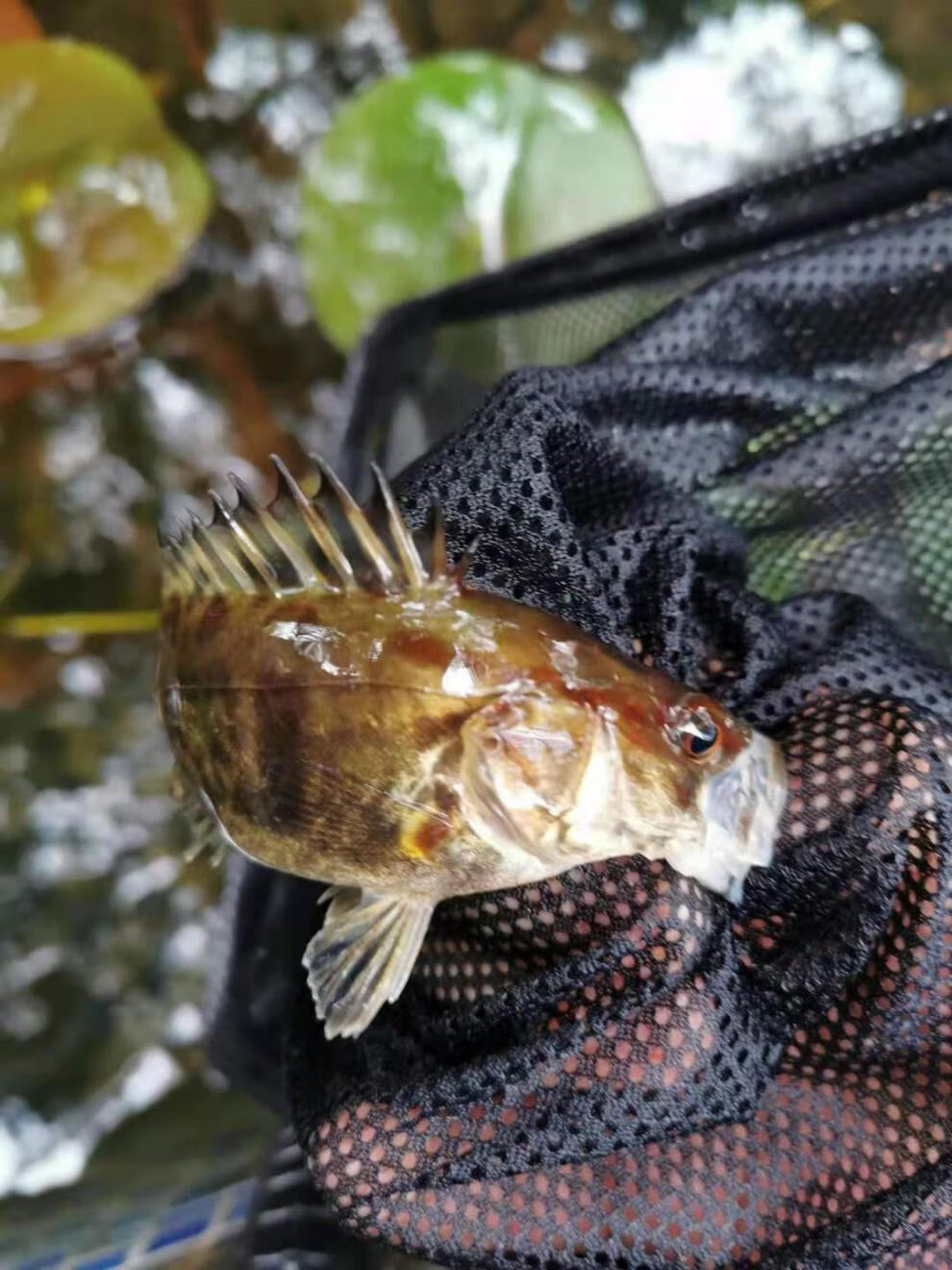 榮鬱翹嘴鱖魚苗桂魚苗紅紋鱖淡水養殖原生觀賞魚冷水魚肉食兇猛大型魚