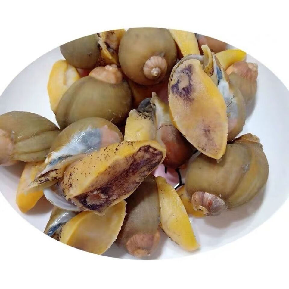 自家渔船捕捞假鲍鱼海蜗牛鲍鱼螺老婆脚肉质q弹腾旺纳跃未去壳四斤