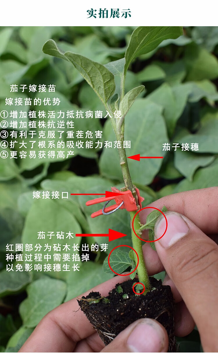 寿禾砧木种子树桩嫁接种籽东洋强势砧木种子辣椒专用50粒