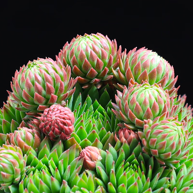 橘子球多肉植物盆栽花卉绿植老桩室内组合植物云南直发长生草多肉橘子