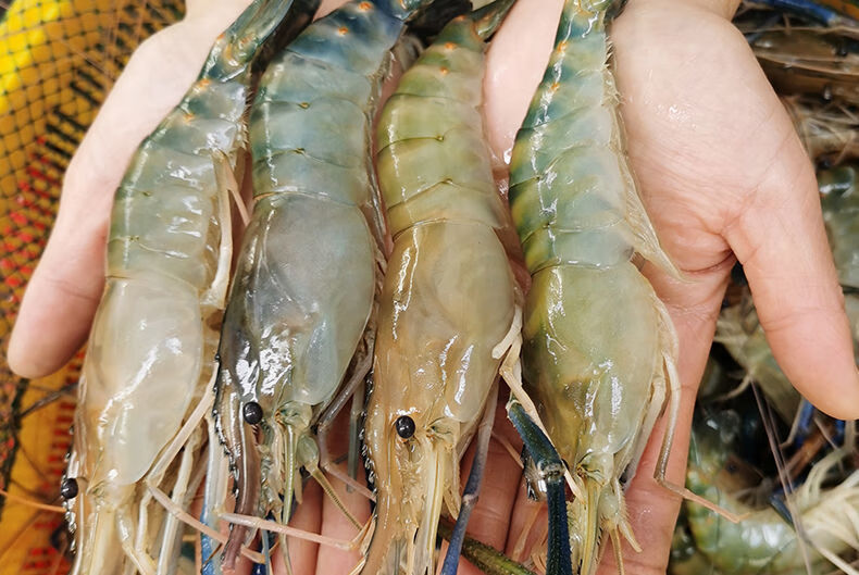 冰鲜罗氏沼虾新鲜活冻罗氏虾生冻大头虾速冻河虾对虾青虾海鲜批发 1斤