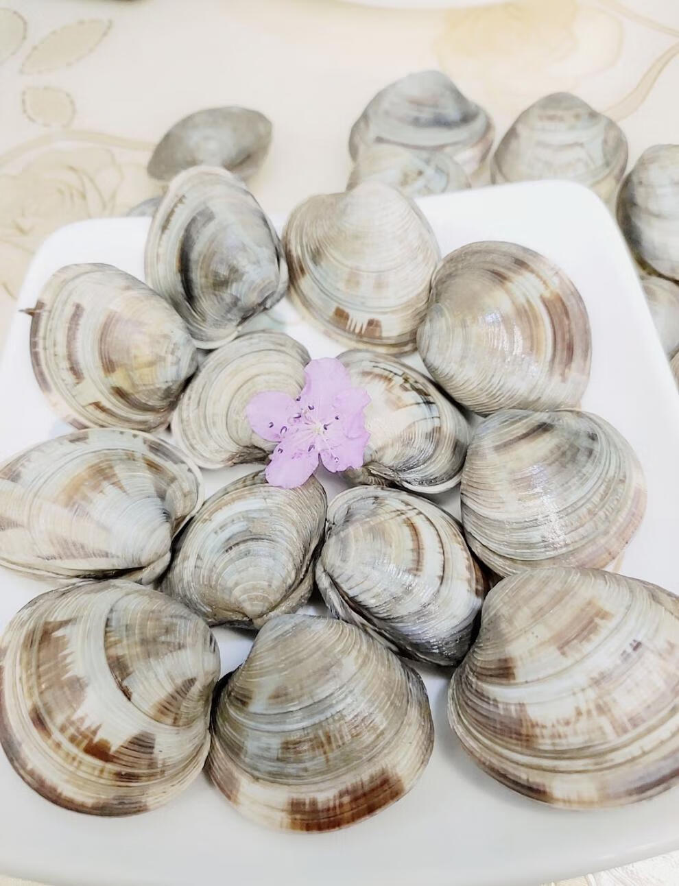 鲜活大蛤蜊铁蛤文蛤美贝四不像活海鲜连云港海鲜 4斤大个超爽每斤8粒