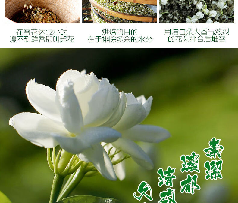 茉莉花茶叶浓香型新茶茉莉花茶散装袋装玫瑰花茶菊花茶罐装茶 茉莉花茶250克