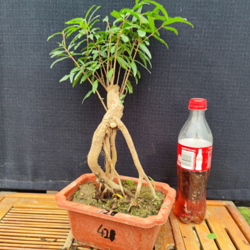 定制石榴树苗结果盆景提根造型树桩园艺微小老桩园艺花卉植物矮霸盆栽