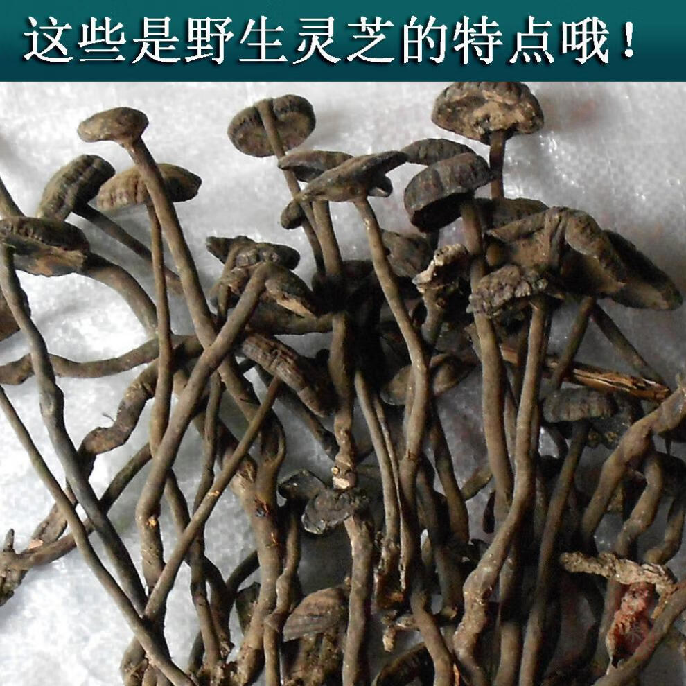 香血灵芝深山黑芝黑灵芝乌芝皱盖假芝可切灵芝片泡酒料 野生香血灵芝