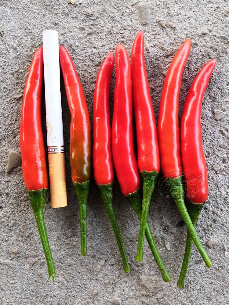 辣椒苗超辣四季种植食用高产秧阳台盆栽籽种孑秧苗 赤焰【大果单生】