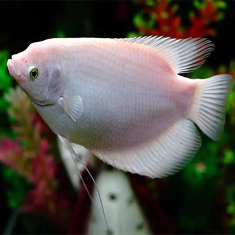 荣郁 中大型热带淡水观赏鱼红眼白鱼风水鱼梅花战船古代战船鱼活体