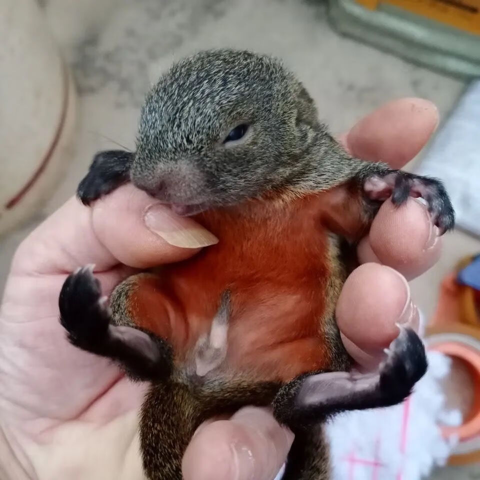 魔王雪地金花松鼠花鼠幼崽活体宠物粮食疫苗齐全很小鹿金花亚成