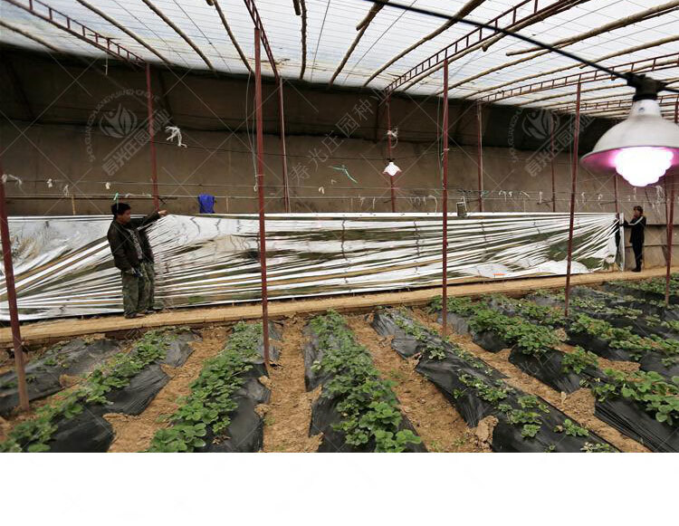 农用果树反光膜果园苹果地葡萄专用反光上色双面增色大棚增温地膜宽1