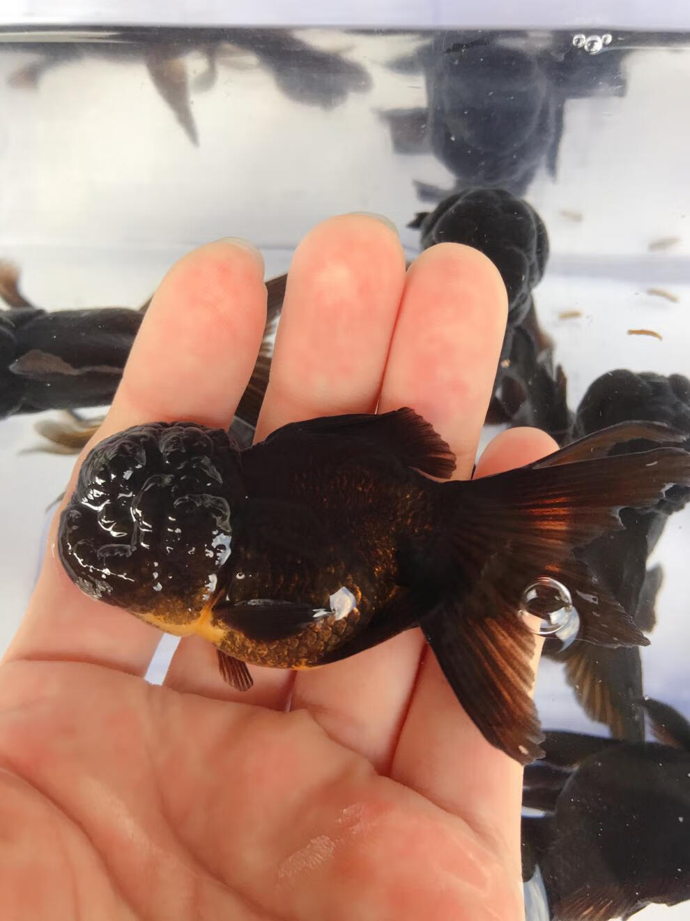 族萃红/黑狮子头金鱼观赏鱼国粹萌萌大脑袋狮子头金鱼进宝 2条黑狮头