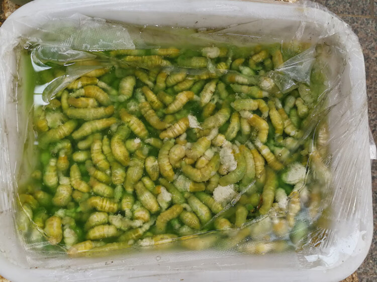 連雲港特產灌雲豆丹蟲食用新鮮青蟲高蛋白小吃豆丹肉500g