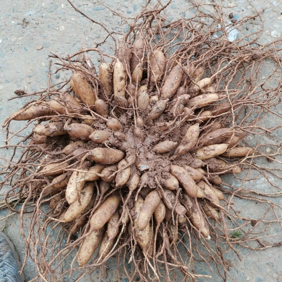 北京同仁堂 四川野生天冬草泡酒新鲜天门冬中药材川天冬根新货大门冬