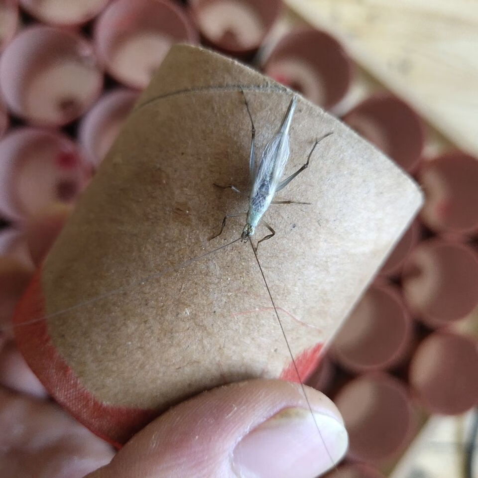 族萃竹蛉活体鸣虫人工蓝竹青竹蛉黑紫竹蛉柬埔寨竹蛉包活全品 精品顶