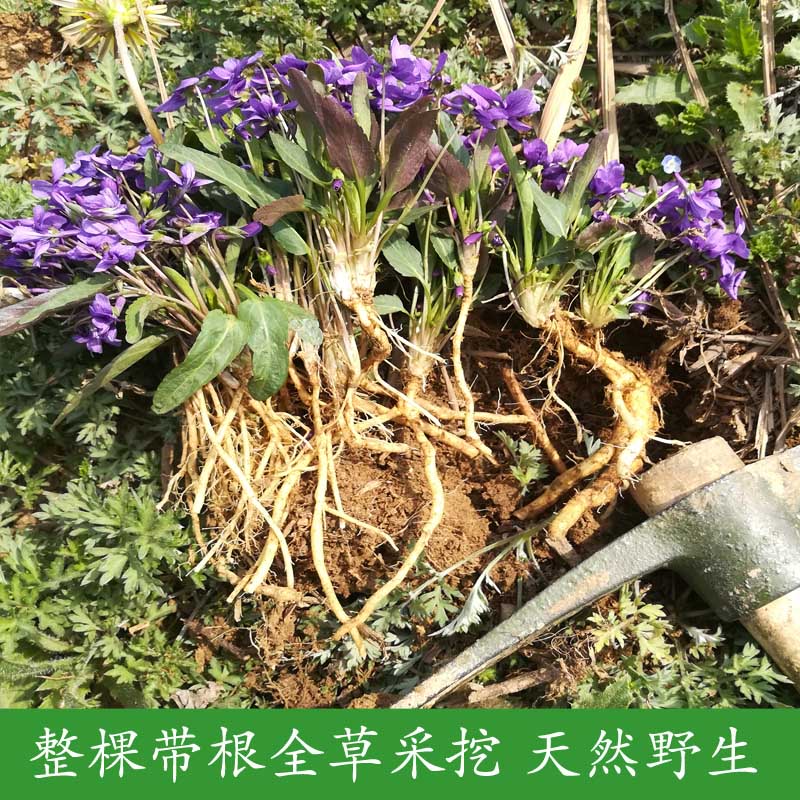 伊梵麦 新货紫花地丁整棵带根干品苦铧头光瓣堇菜犁头草散装500g