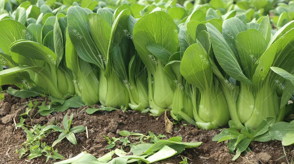 上海青菜籽种子蔬菜种籽大全鸡毛菜青菜小白菜四季菜种孑正宗冬季育苗