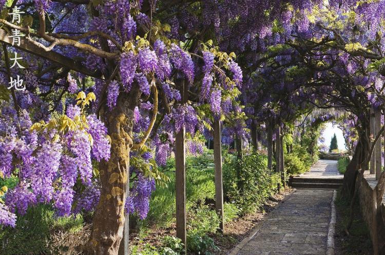 紫藤树庭院风水图片