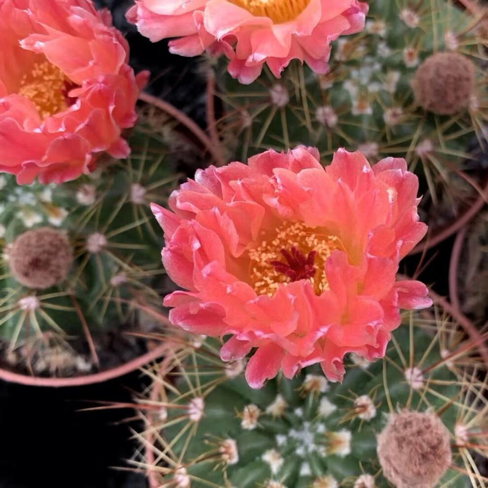 红花青王丸实生仙人球南国玉属大花丽花美花一物一拍龙王仙人球黄花青