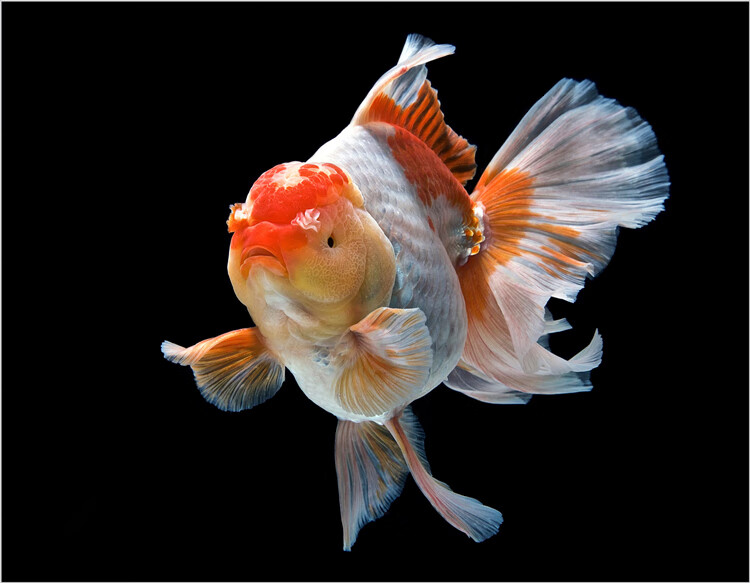 奈宠金鱼活体观赏鱼金鱼百褶泰狮锦鲤红白菠萝泰师百褶裙好养包活国粹