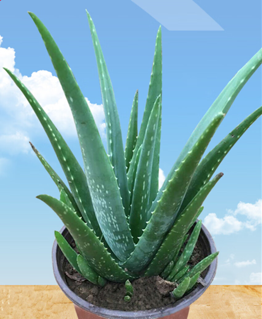 库拉索芦荟苗仙人掌盆栽可食用芦荟芦荟中国芦荟绿植盆栽食用室内鲜