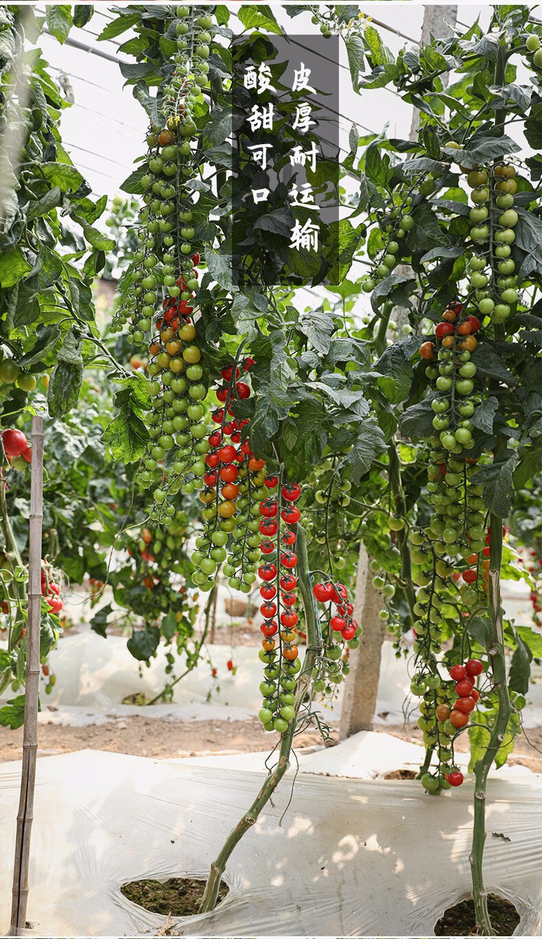农之子瀑布番茄种子小番茄树苗珍珠瀑布番茄种子30粒