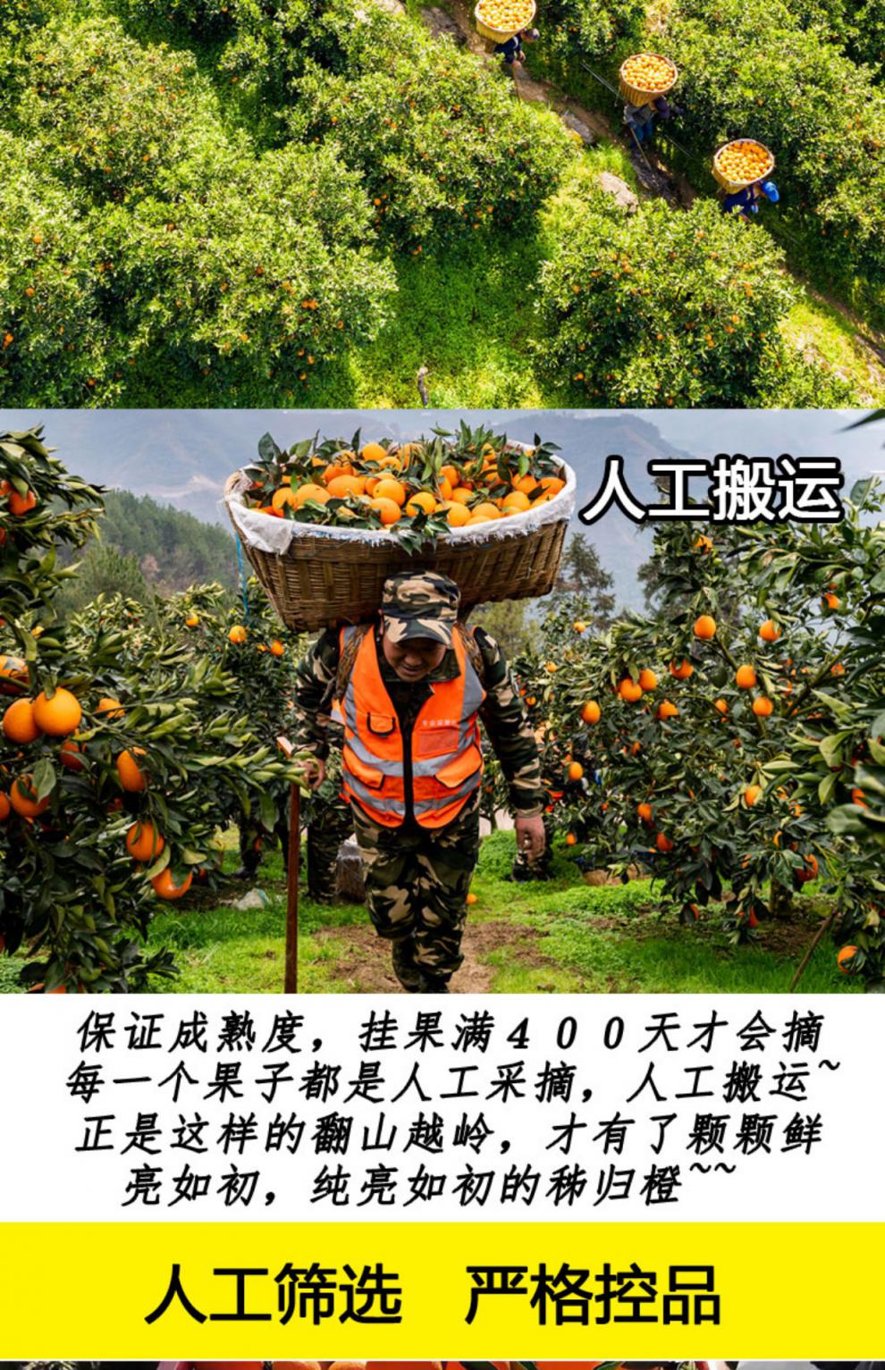 湖北宜昌脐橙多少钱一斤(宜昌脐橙a项目营业部)