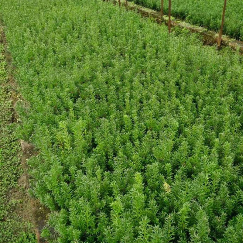 曼地亚红豆杉树苗小苗南方红豆杉苗红豆杉盆景盆栽地栽苗露天苗t2曼地