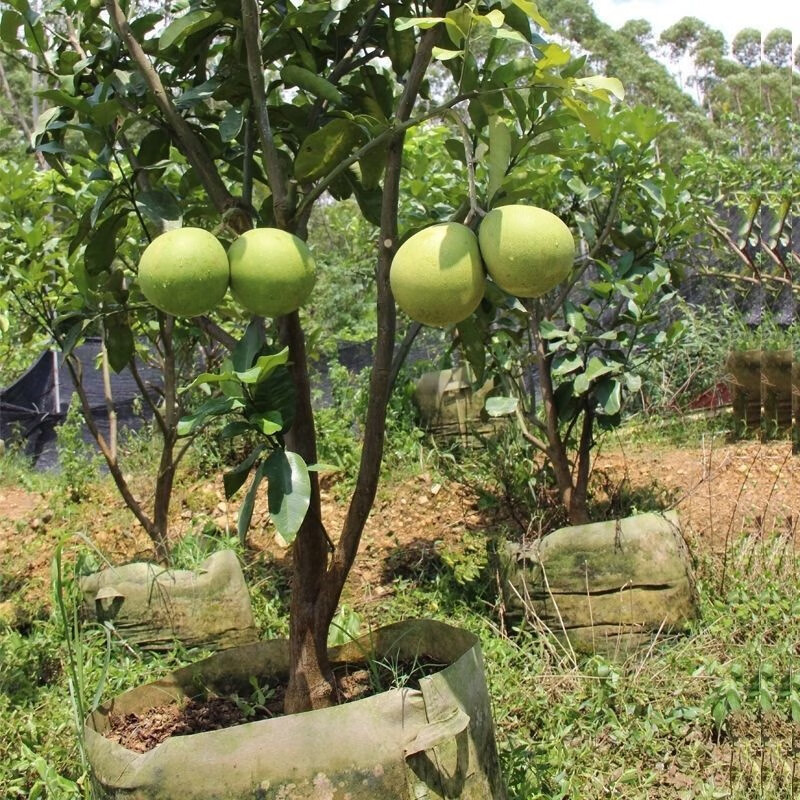 正宗嫁接红心柚子树苗红柚苗三红蜜柚苗南北方种植盆地栽当年结果白柚