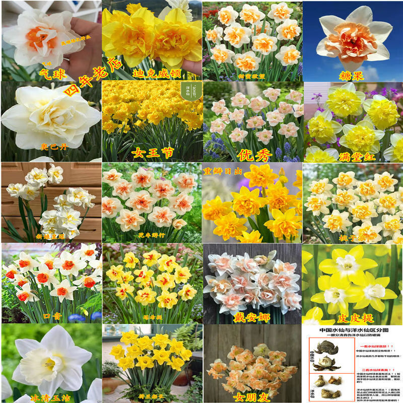 【24小时发货】5个装洋水仙种球大球水/土培套装套装包颜色成活开花