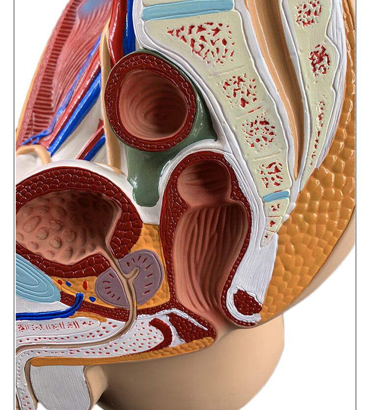 男女性盆腔解剖模型生殖泌尿子宮婦科醫學模型骨盆模型盆腔一部件 女