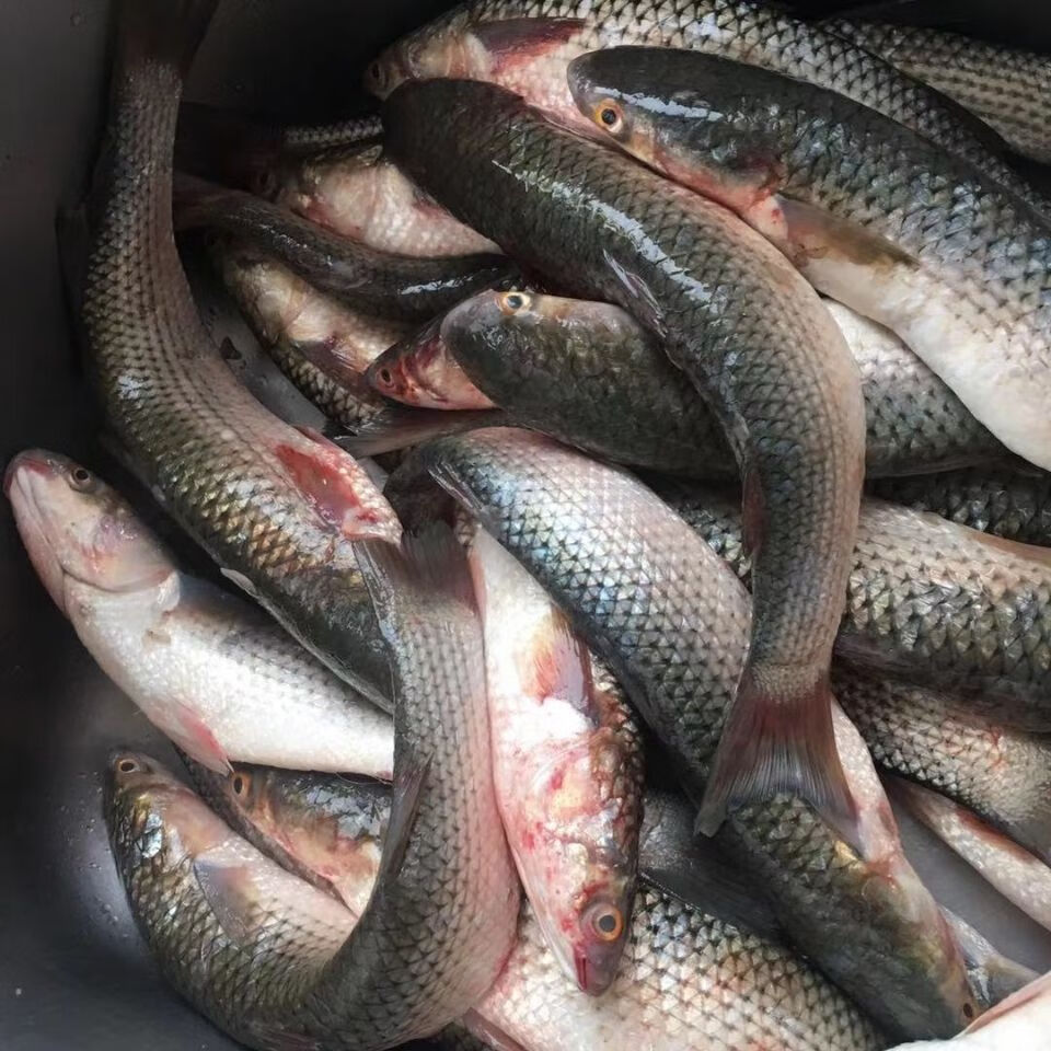 正宗大连渤海湾野生海梭鱼大香梭鱼鲜活梭鱼冷冻海鲜水产【12月28日发
