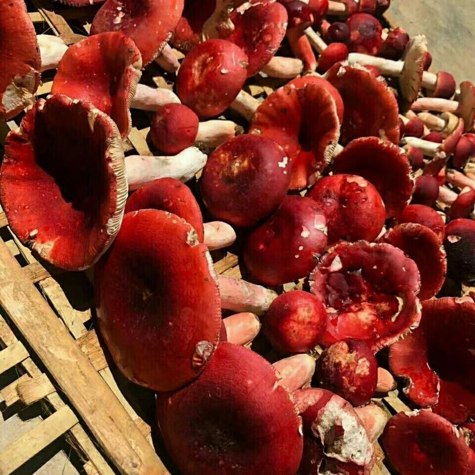 5折红菇干货福建红菇蓝底正红菇农家土特产干货香菇三明云南红菇中菇