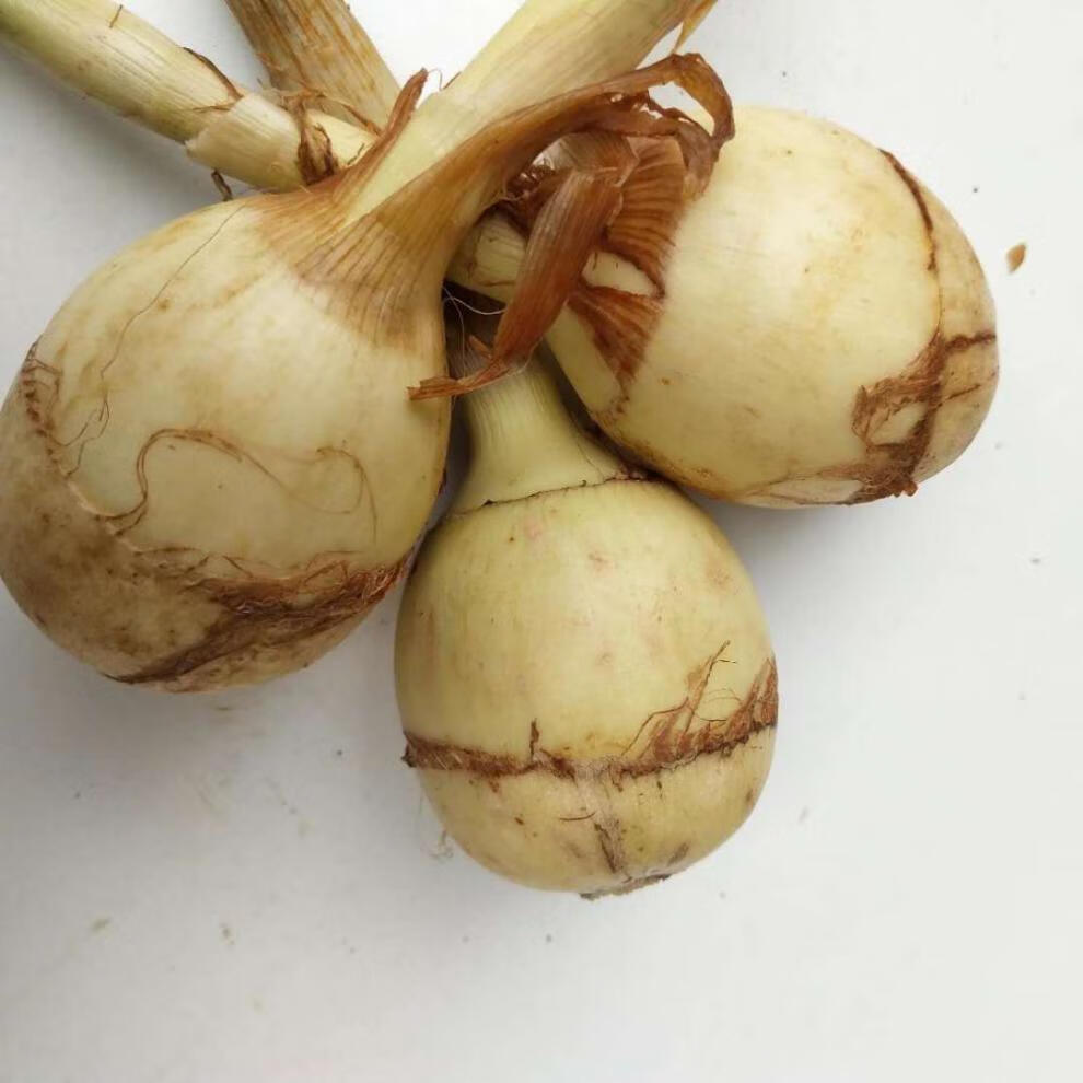 云南大慈姑新鲜现挖大茨菇现挖现发马蹄蔬菜茨菰蔬菜白慈姑批发大号