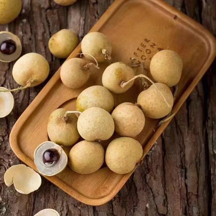 带土带叶当年结果无核龙眼苗树嫁接苗四季储良龙眼南方特大石硖龙眼大