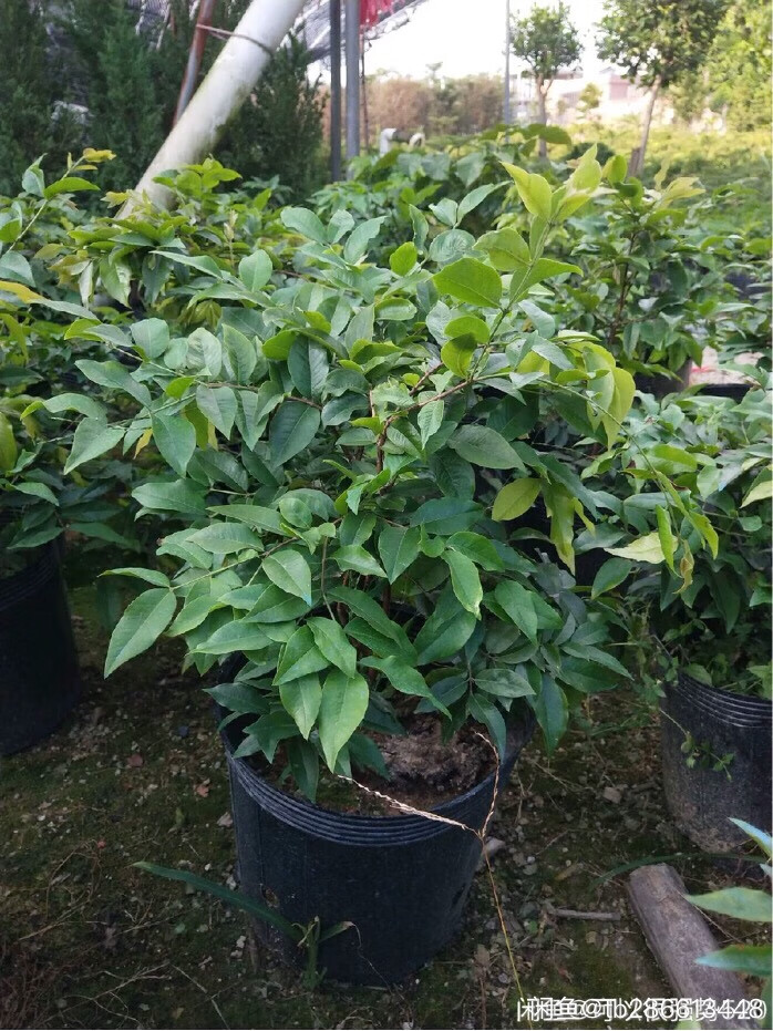 嘉宝果树名贵加宝果树苗艾斯卡红妃四季嫁接水果苗盆栽地栽 5年苗红妃