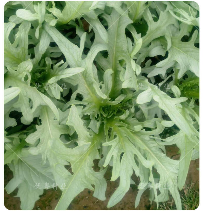高州唛菜种子大圆叶恩平甜麦菜八甲唛种籽多枝花芽苦麻菜蔬菜种孑阳春