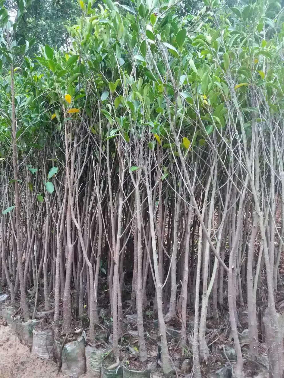 榕树小叶榕榕树苗独木成林四季常青风景树室内外苗木庭院园林绿化初石