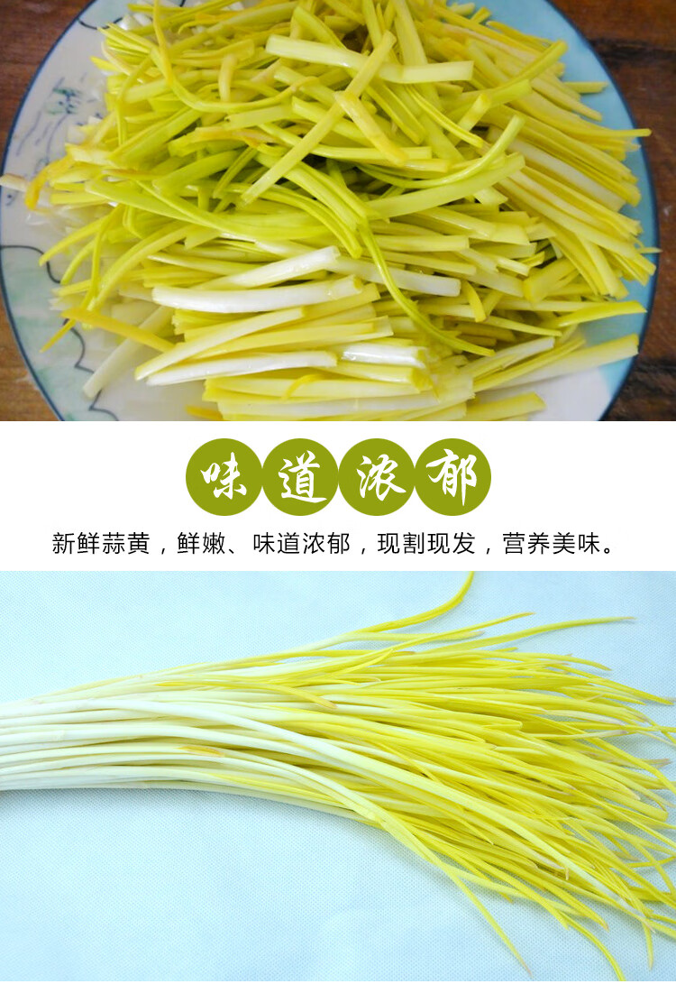 現摘新鮮蒜黃當季鮮嫩蒜黃韭黃嫩芽時令蒜黃農家蔬菜3斤新鮮蒜黃