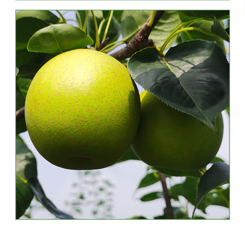 梨子新鲜翠冠梨青皮青皇冠梨子脆甜大果当季现季水果 2斤【图片 价格