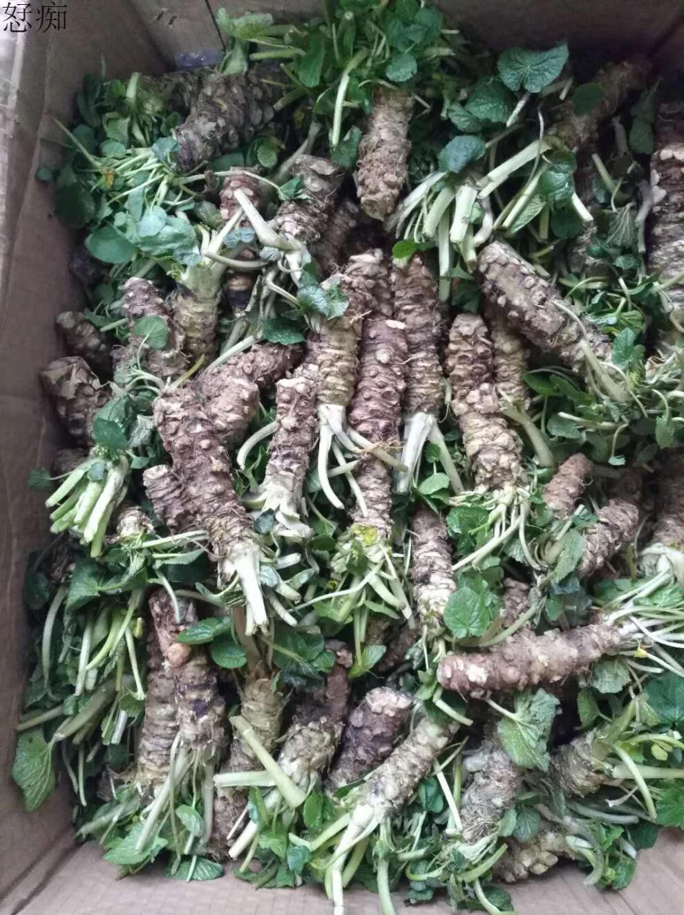 山葵 新鲜 新鲜山葵根100g 3-6根 待磨鲜山葵芥末辣根真空包装 首单送