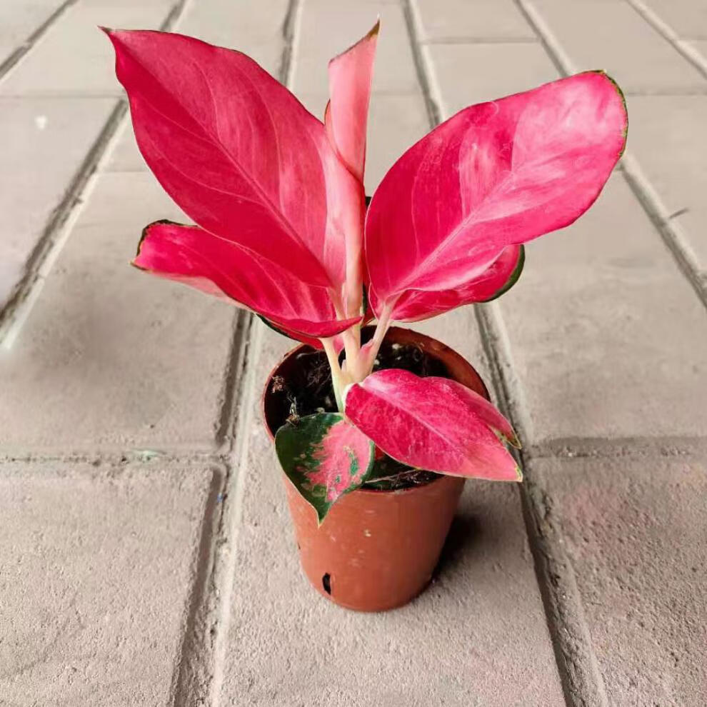 如意皇后水土培室内办公客厅吸甲醛观叶彩叶植物易养护 中国红90#1盆