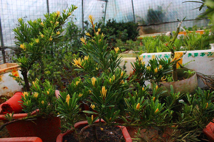 原生黄金钻罗汉松正宗黄芽金钻树苗绿钻可造型1015公分高多分支不含盆