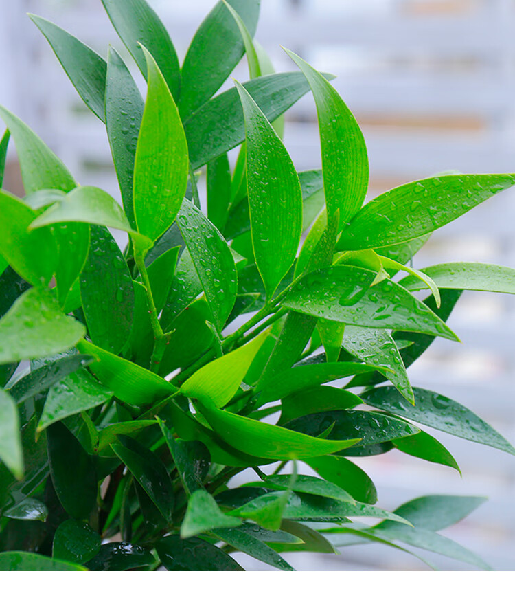 水培驱蚊竹富贵竹水养植物室内客厅好养绿植花卉盆栽四季常青精品竹柏