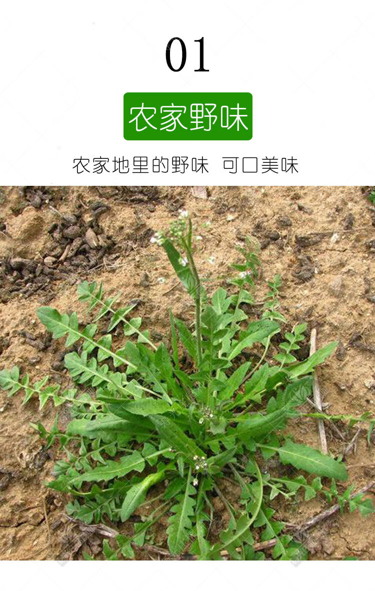 大葉野生薺菜種籽種子孑蒲公英苗地菜秋冬季馬齒莧四季野菜蔬菜野生